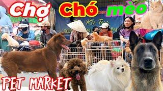 The Latest Market on October 6th Was Bustling with Excitement. There Were Poodles, Docked Tail Dogs.