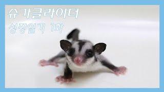 슈가글라이더 성장과정 1화 (Sugar glider a growth diary The first episode)