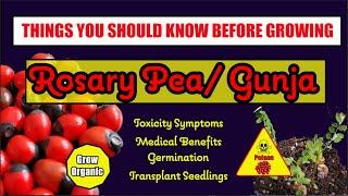 Ancient Medicine Rosary Pea | Gunja | Seed Germination | Toxicity Symptoms | Medical Benefits