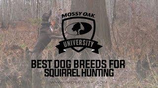 Best Dog Breed For Squirrel Hunting