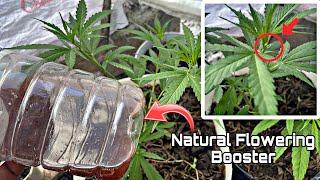 Natural Flowering Booster For  Cannabis or Marijuana plant