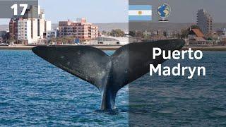 PUERTO MADRYN, el PARAÍSO argentino | CHUBUT (Argentina)