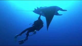 Discovering A Second Species of Giant Manta Ray