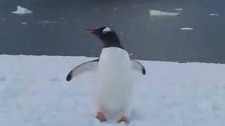 Gentoo Penguin Walking