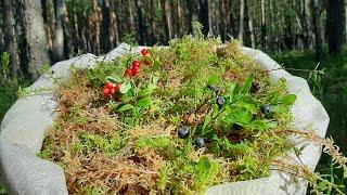 The art of collecting Sphagnum moss: from the Forest to the Bathhouse