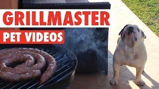 Funny Grillmaster 4th of July Pet Video Compilation