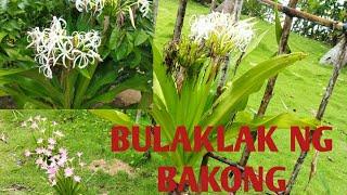 BAKONG ,MULEBERRY,BANANA #subscribetomychannel #subscribers #subscribe #sub #support #ytviralvideo