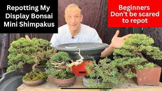 Bonsai repotting Advanced Mature bonsai my Mini shimpakus Beginners don't be scared to report