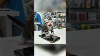 Cat's phone dropped  #cat #ai #catlover #cutecat #story #aicat