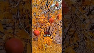 همیشه به معجزات لحظه آخری خدا ایمان داشته باش. #خدا #انگیزشی #موفقیت