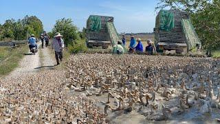 Duck farming tips People use this model to raise ducks from small to large.Export and sell duck meat