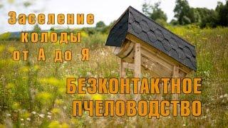 Заселение колоды от А до Я. Колодное пчеловодство