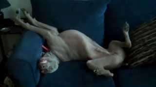 Weimaraner Dreaming