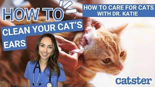 Vet explains how to clean cat ears at home