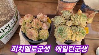 25.3.14 스피드다육에서 온 피치멜로군생과 에일린군생 분갈이해요 스피드다육 010-5248-5955