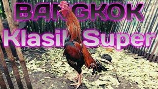 Suara Kokok Ayam Bangkok Klasik Ukuran Big || Rooster Crowing