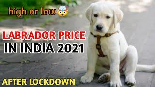 Labrador Retriever Price in india / labrador puppy price 2021??