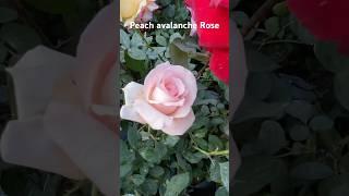 Peach avalanche rose flower plant at Galiff street plant market #flowers #rose #plants