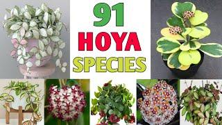 91 Hoya Plant Species | Hoya Varieties with names and its Identification | Plant and Planting