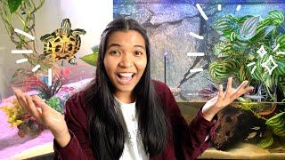 reacting to my subscribers' PLANTED turtle tanks (naturalistic edition )