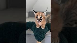 Caracal kitten ️