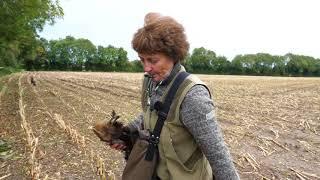 German Shorthaired Pointer Retrieving Cold Game amongst game scent with other dogs present