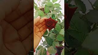 Beautiful Rose flowers  in the pot my home gardening plant Viral #trending #short#video