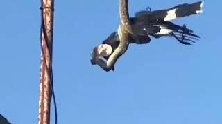 A currawong vs carpet python in Kingscliff, Australia