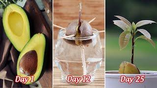 How to grow avocado from seeds in water