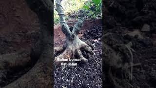 Bahan bonsai ilat ilatan akar keliling