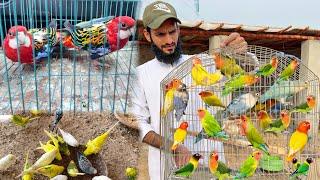 Love Birds Ko Wapis Kr Dia  Or Kia Ly Kr Aye Aviary Mein | Ahma Daily Pets Vlogs