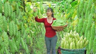 Harvesting Bitter Gourd Goes To Market Sell, Buy Net Around The Chickens | Free Bushcraft
