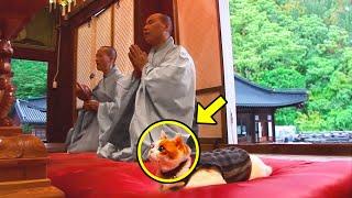 Cat Goes To Temple Every Day To Become A Buddha. You Won't Believe What Happened To It