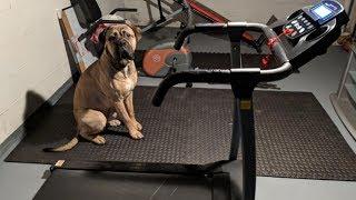 Goplus 800W Folding Treadmill Review