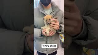 진짜 졸귀죠 멍 메이드 인 강원도~ #강아지 #애견영상 #강아지유튜브