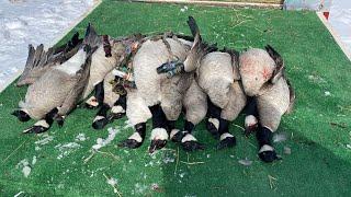 Late season Goose Hunting Colorado