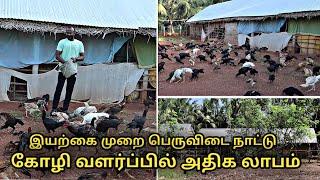 இயற்கை முறையில் பெருவிடை நாட்டு கோழி வளர்ப்பு || aseel chicken farm in karur || peruvidai kozhai