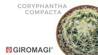 Coryphantha compacta