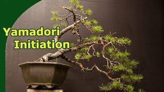 Yamadori pine bonsai development  [2 year timelapse]