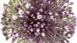 Zwiebel Blüte Zeitraffer / Allium flower time-lapse