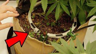 Easy Automatic Watering Setup | Step By Step Automatic Watering System For Garden