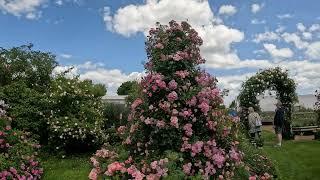 Peter Beales Rose Nursery - Attleborough