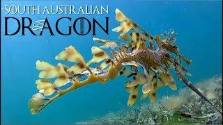 South Australian Leafy Sea Dragon