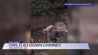 Owl flies down chimney of Arlington home to become Christmas tree's new star