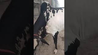 vet v patient #cow #buffalo #horse #animals #veterinaria #veterinary #ytshorts