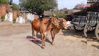 80107 53055 ఎడ్లు అమ్మబడును మహారాష్ట్ర bulls for sale maharastra बैल महाराष्ट्र