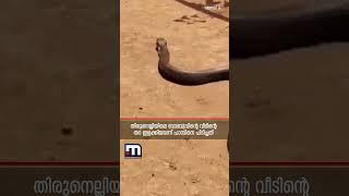 വീട്ടുകാരുടെ ഉറക്കം കെടുത്തിയ കൂറ്റൻ രാജവമ്പാലയെ ഒടുവിൽ പിടികൂടി!! | King cobra | Snake Rescue