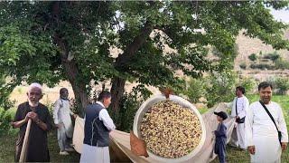 Mulberry I Afghanistan Jaghori | A Sweet Journey