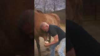 RESCUE HORSE Luna Keeps Asking for MORE CHIRO from Dr. Doug! 