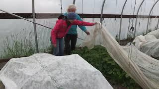 Using Low Tunnels in a High Tunnel  - In the Alaska Garden with Heidi Rader